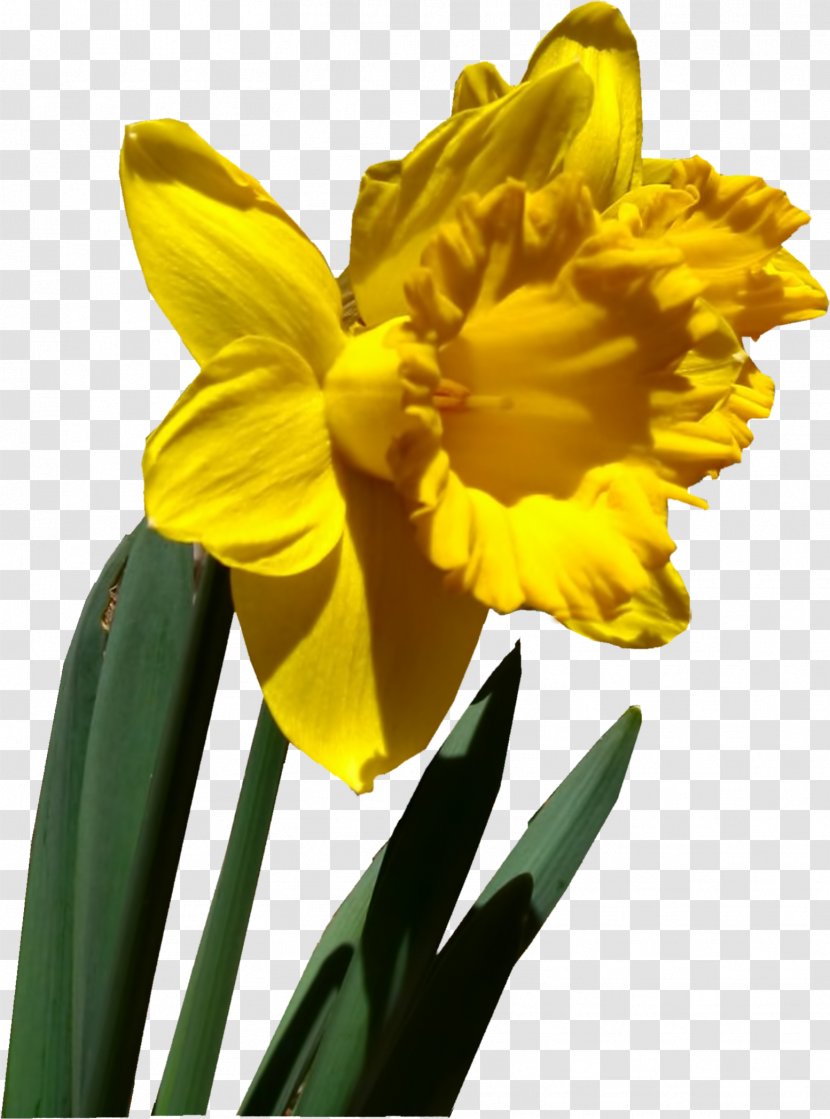 Milwaukee Flower Spring Petal Winter - Wisconsin - Narcissus Transparent PNG