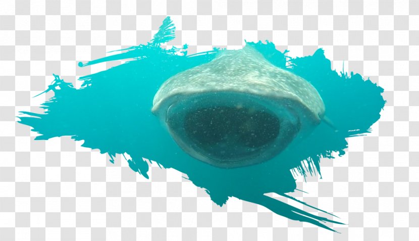 Fish Isla Holbox Whale Shark Cetacea - Sanctuary Transparent PNG