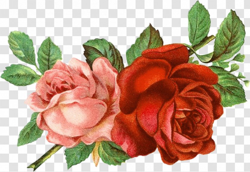 YouTube Clip Art - Rose Family - Flower Illustration Transparent PNG