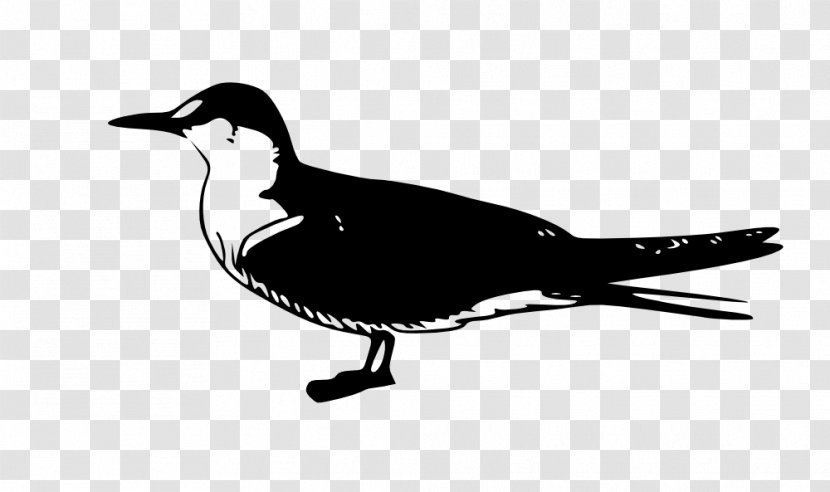 Arctic Tern Common Fairy Bird Clip Art - Duck - Gull Transparent PNG