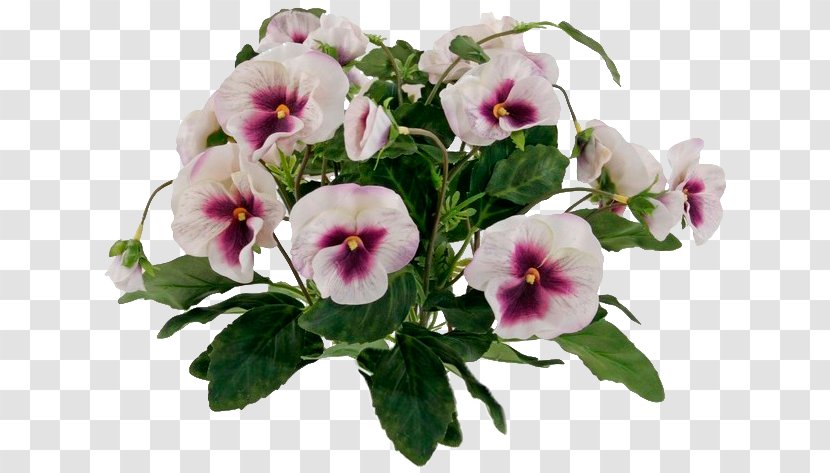 Pansy Violet Animaatio Annual Plant Daytime - Family Transparent PNG