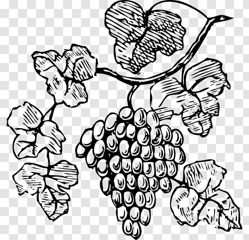 Common Grape Vine Wine Decorative Borders Clip Art - Monochrome - Grapes Images Transparent PNG