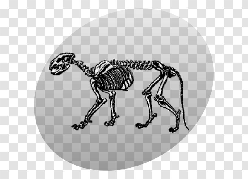 Human Skeleton Skull Bone Vertebrate - Jaw Transparent PNG