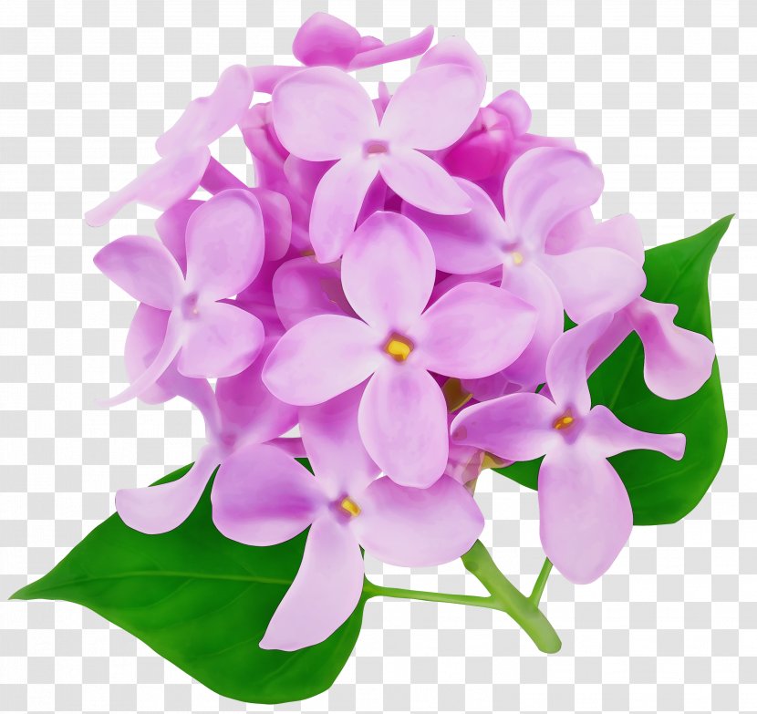 Bouquet Of Flowers Drawing - Cut - Cattleya Impatiens Transparent PNG