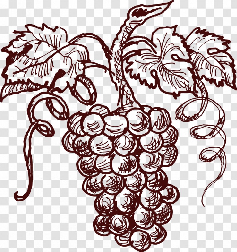 Cabernet Sauvignon Blanc Shiraz Kyoho Wine - Grapevine Family - Painted Element Transparent PNG