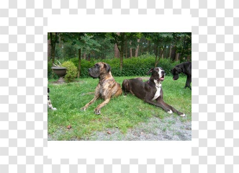 Dog Breed Sporting Group Crossbreed - Deutsche Dogge Transparent PNG