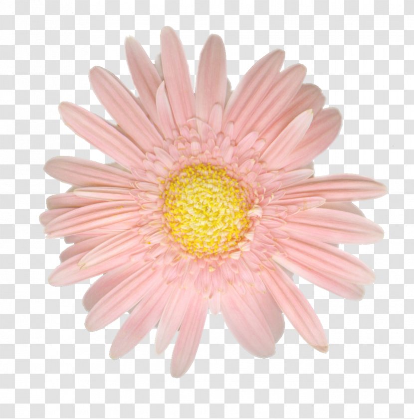 Childbirth Danksagung Saying Quotation - Dank - Gerbera Transparent PNG