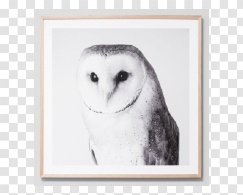 Barn Owl Bird Beak Printing Transparent PNG