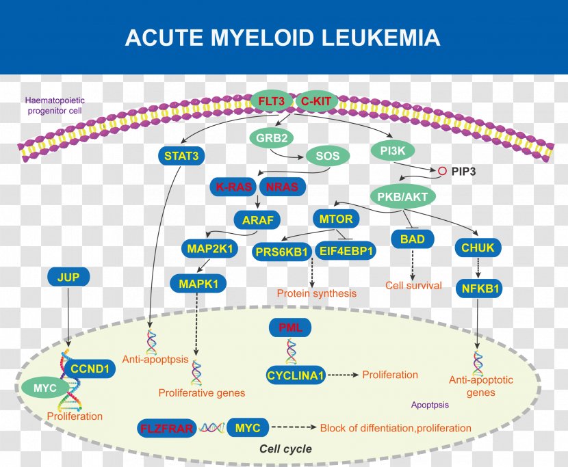 Acute Myeloid Leukemia Disease Diagram Protein Kinase B - Araf - Tissue Transparent PNG