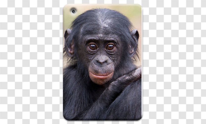 Common Chimpanzee Gorilla Apenheul Primate Park Monkey Transparent PNG