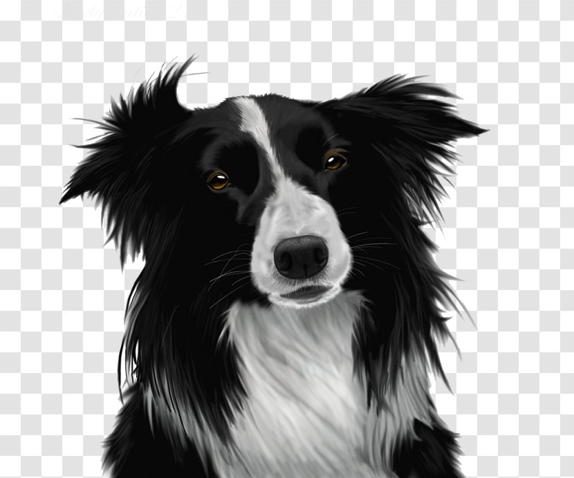 Border Collie Puppy Clip Art - Image Transparent PNG