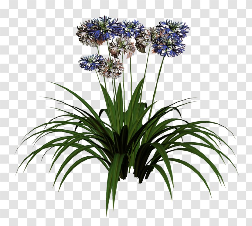 Cut Flowers Hyacinth Plant - Shrub Transparent PNG