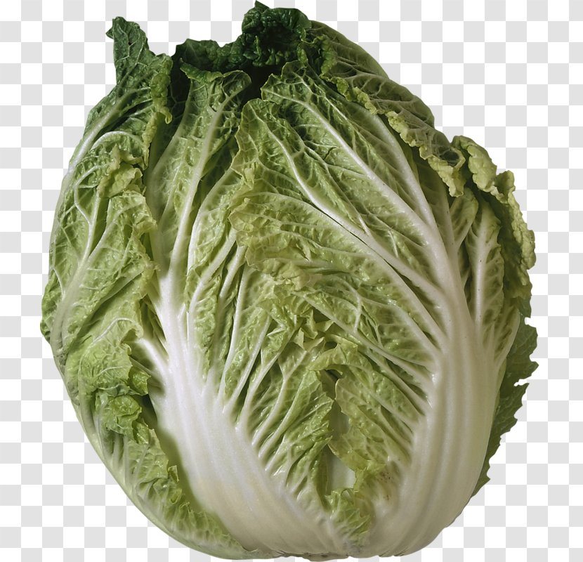 Savoy Cabbage Iceberg Lettuce Salad Vegetable Transparent PNG