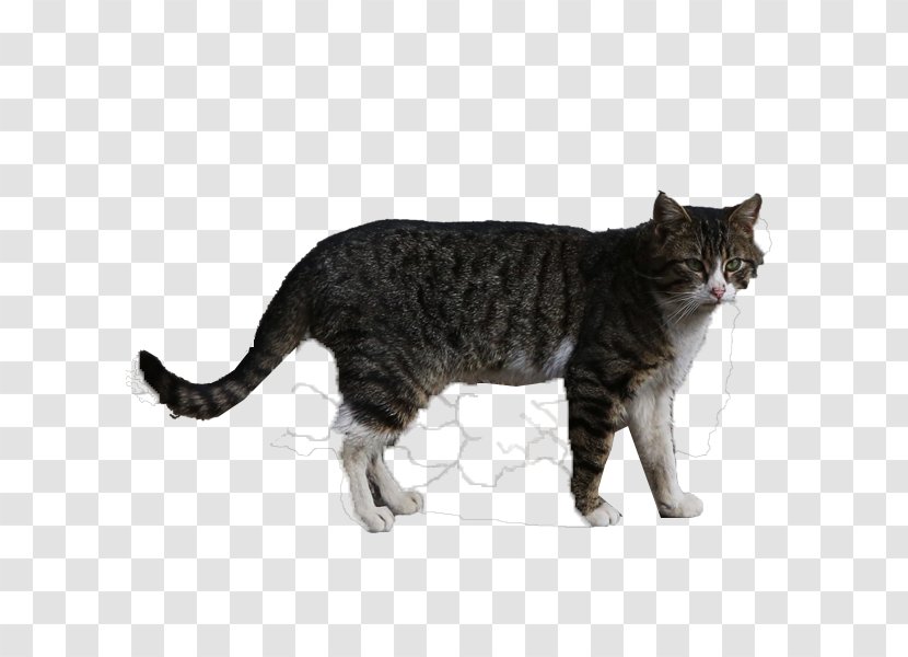 Cat Animal Photography Computer File - European Shorthair - A Transparent PNG