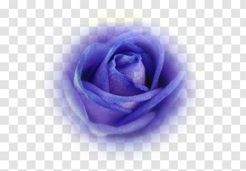 Blue Rose Cabbage Garden Roses Petal - Violet - Closeup Transparent PNG