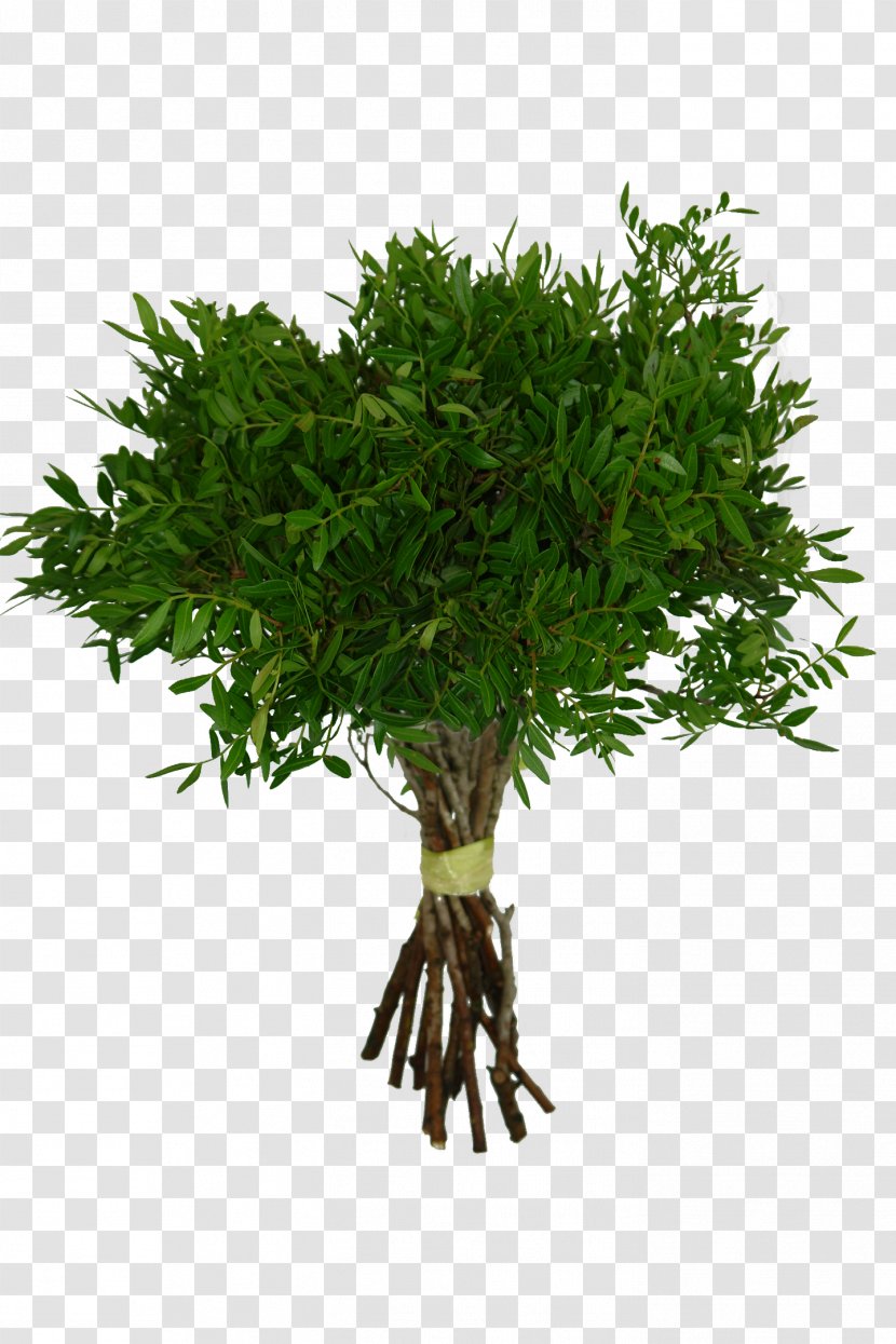 Herb Pistachio Arecaceae Tree Rafija Palma Transparent PNG