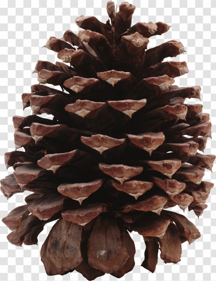 Coulter Pine Conifer Cone Clip Art - Fruit Transparent PNG