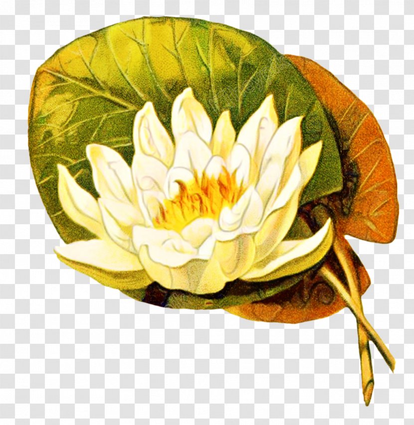 Design Tile Illustration Clip Art - Water Lily - Leaf Transparent PNG