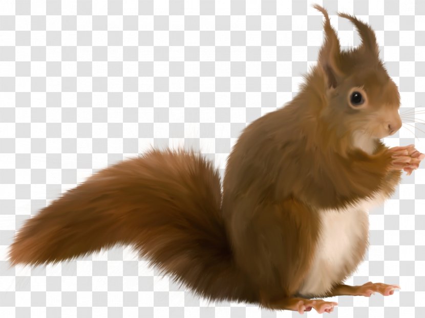 Tree Squirrel Animation Rodent - Red - Boar Transparent PNG