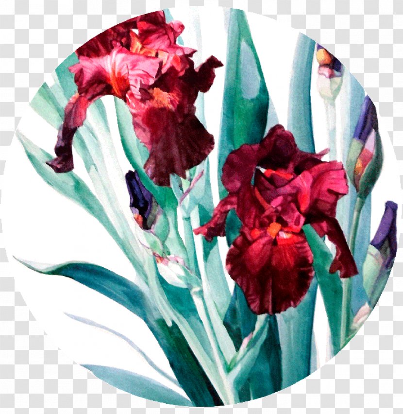 Donatello Watercolor Painting Art Floral Design - Iris Family - Circular Artwork Transparent PNG