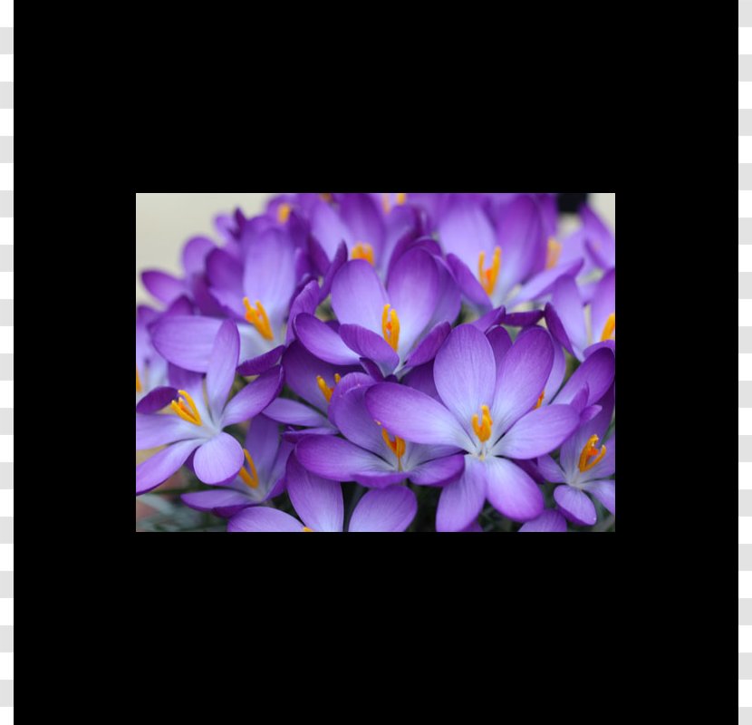 Early Crocus Violet Bulb Autumn Purple - Daffodil Transparent PNG