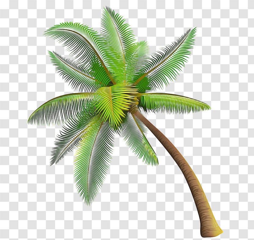 Palm Tree - Arecales - Woody Plant Terrestrial Transparent PNG