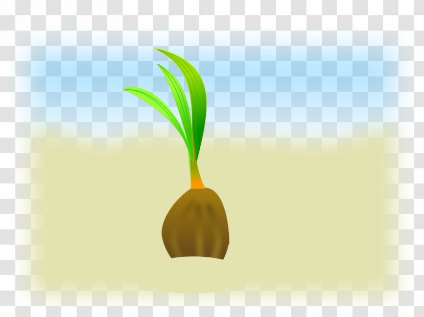 Seed Coconut Clip Art - Sprouting - Picture Of Democratic Donkey Transparent PNG