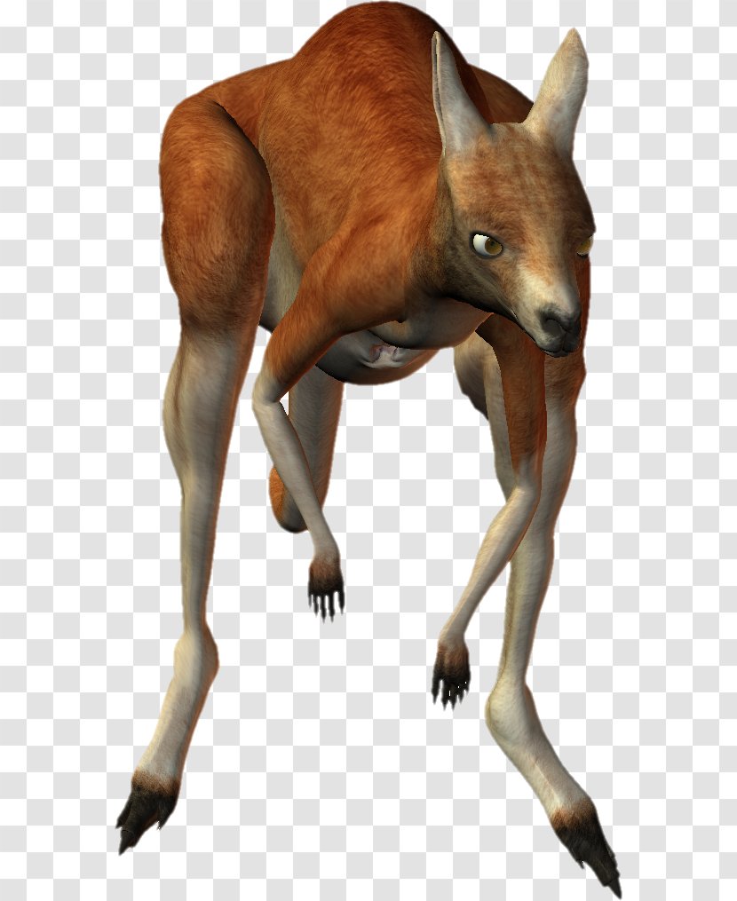 Kangaroo PhotoScape - Tail Transparent PNG