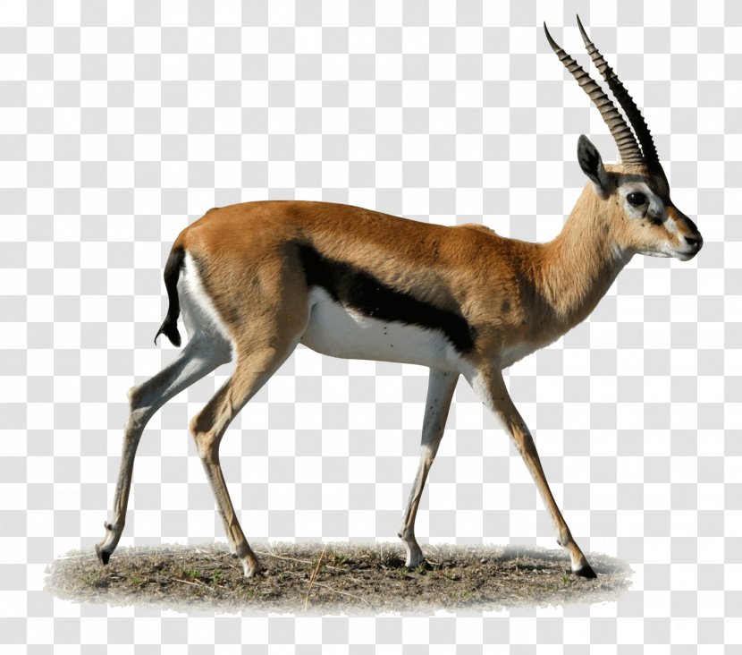 Gazelle Antelope Impala Springbok Clip Art - Thomsons Transparent PNG