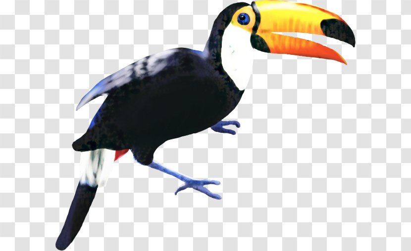Hornbill Bird - Piciformes Transparent PNG