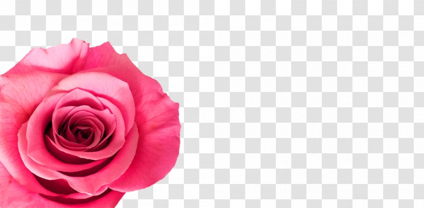 Garden Roses Cabbage Rose Meaning Floristry Cut Flowers - Flowering Plant - Fiar Transparent PNG