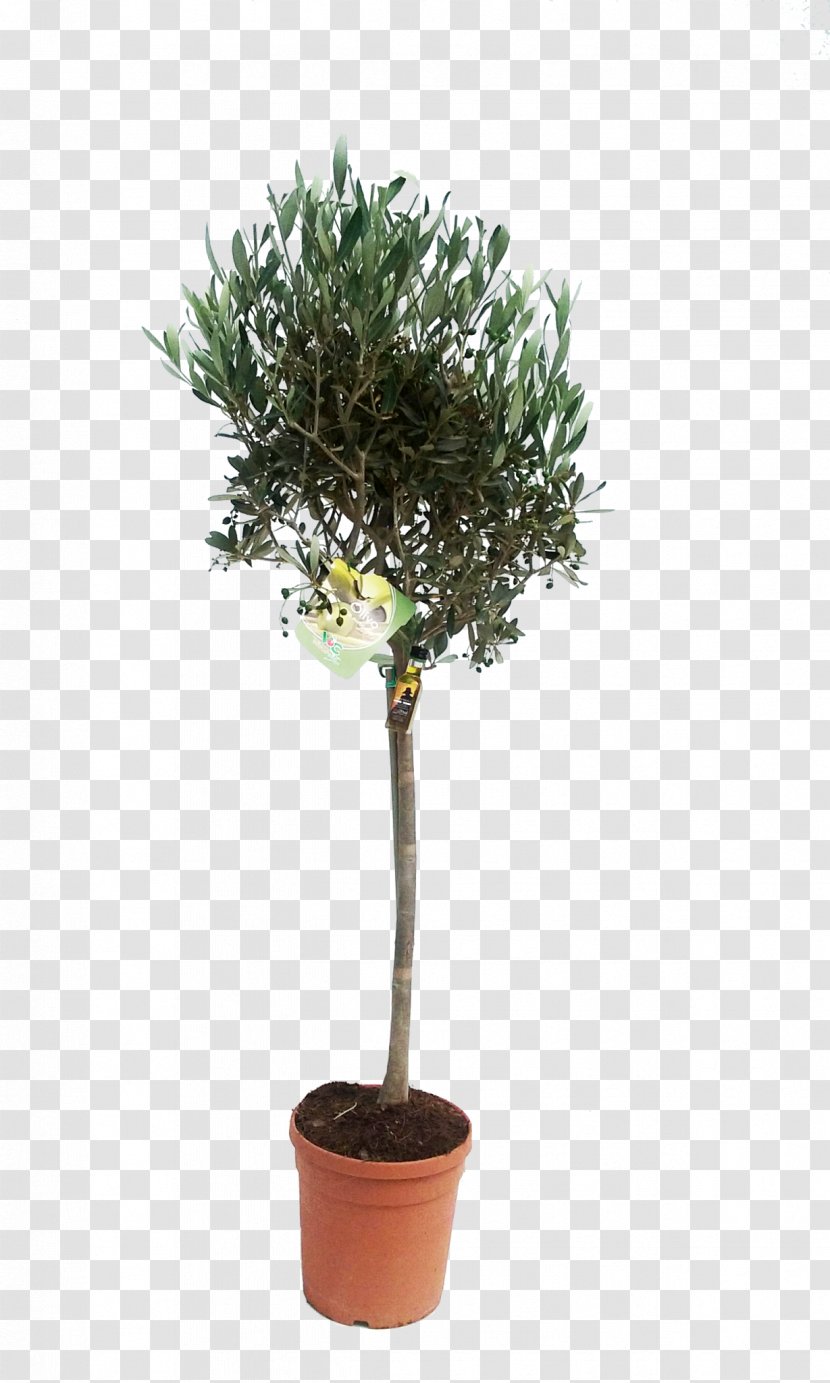 Flowerpot Flower Plant Tree Houseplant - Stem Shrub Transparent PNG