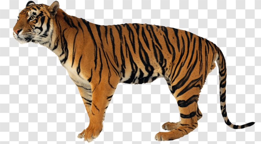 Never Scratch A Tiger With Short Stick Lion Jaguar Clouded Leopard - Cat Like Mammal Transparent PNG