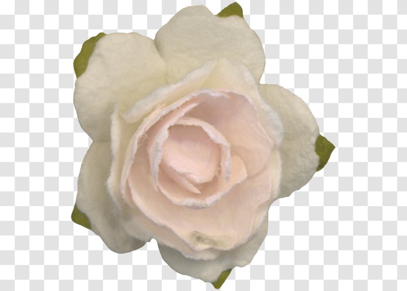 Garden Roses Cabbage Rose Floribunda Cut Flowers Petal - Order - Closeup Transparent PNG
