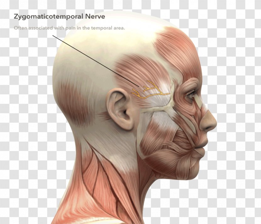 Stock Photography Human Anatomy Head And Neck - Flower - Skull Transparent PNG