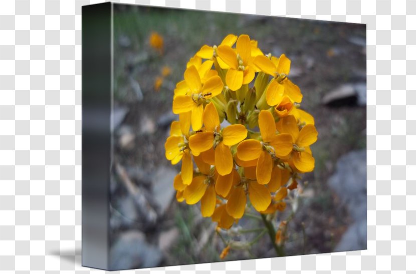 Wallflower Wildflower - Flora Transparent PNG