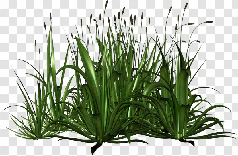 Grass Herbaceous Plant Swamp - De - Gazania Transparent PNG