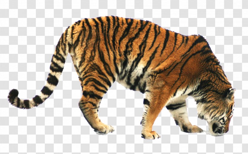 Siberian Tiger Bengal Cat Foraging Domestic Pig Transparent PNG