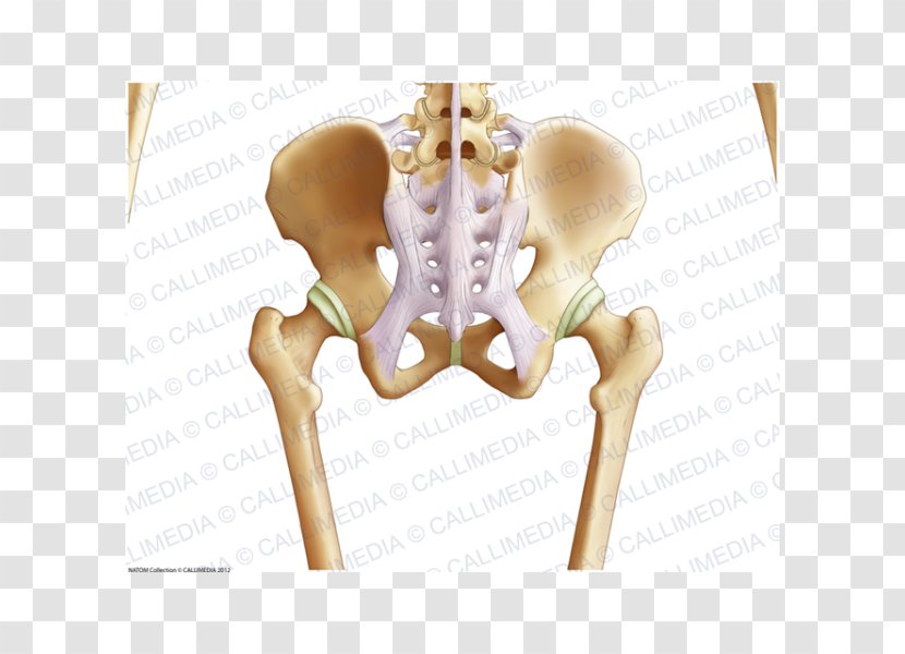 Pelvis Hip Bone Coronal Plane Anatomy - Frame Transparent PNG