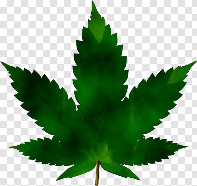 Cannabis Sativa Ruderalis Clip Art Medical - Weed - Hashish Transparent PNG