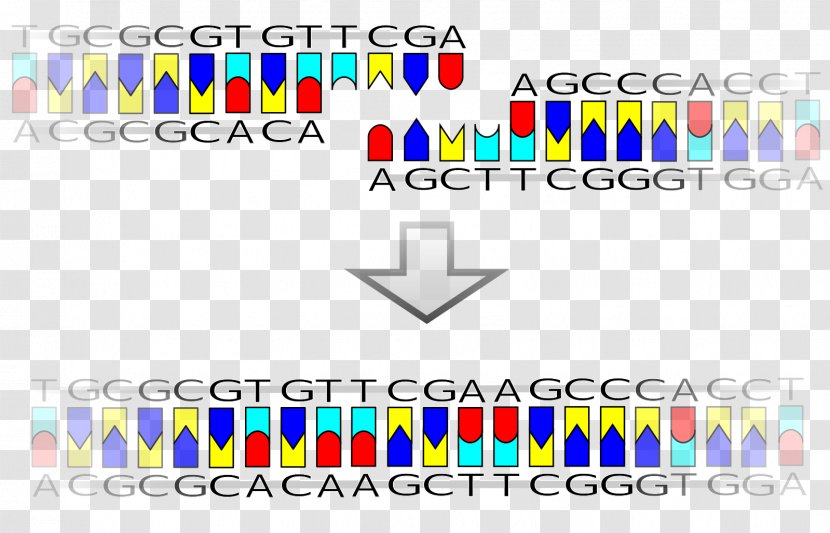 DNA Ligase Restriction Enzyme Sticky And Blunt Ends - Dna Transparent PNG