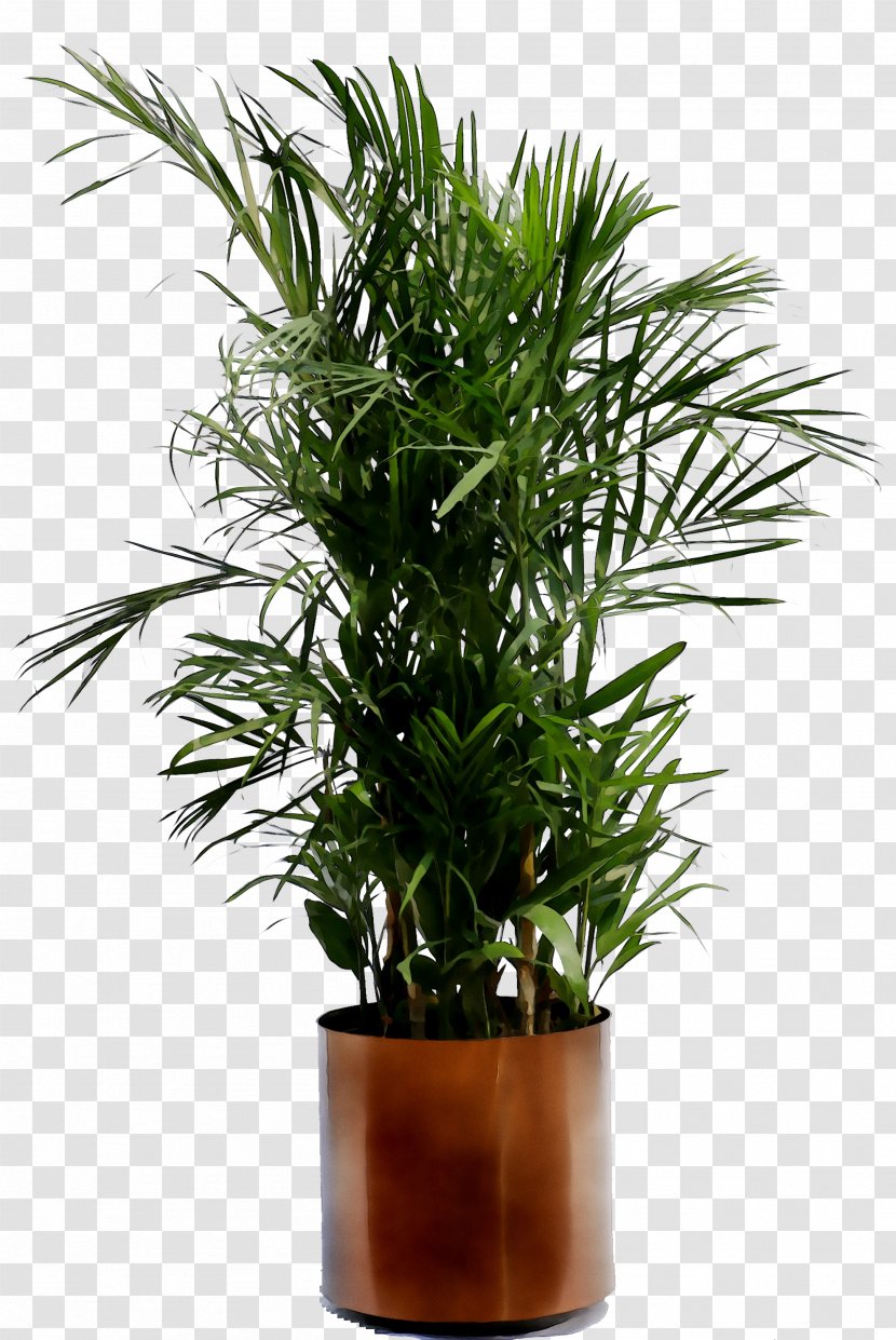 Palm Trees Howea Forsteriana Houseplant Flowerpot Plants - Woody Plant Transparent PNG