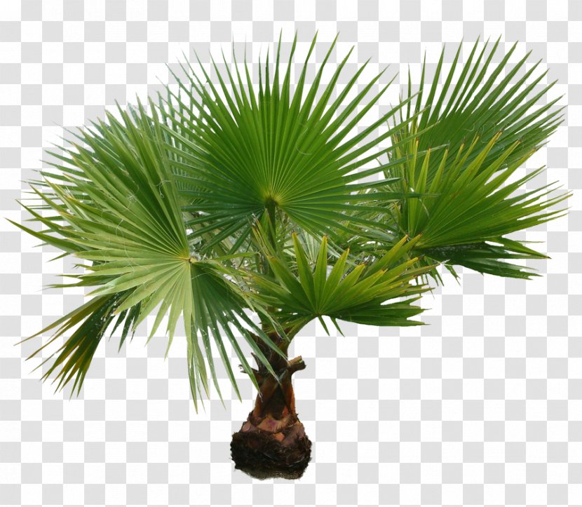 Palm Trees Clip Art Image Trachycarpus Fortunei - Plant - Palmiye Kanarya Transparent PNG