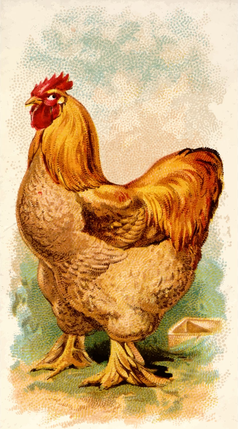 Cochin Chicken Hamburg German Langshan Brahma Houdan - Beak - Cock Transparent PNG