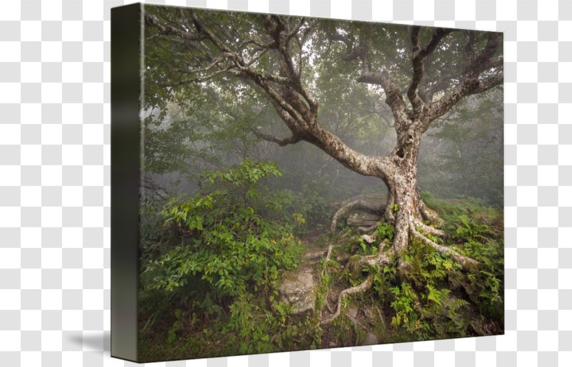 Asheville Blue Ridge Parkway Craggy Gardens Visitor Center Tree Printing - Woodland Transparent PNG