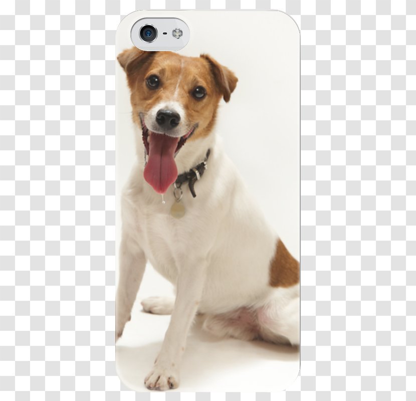 Dog Breed Jack Russell Terrier Puppy Parson - Group Transparent PNG