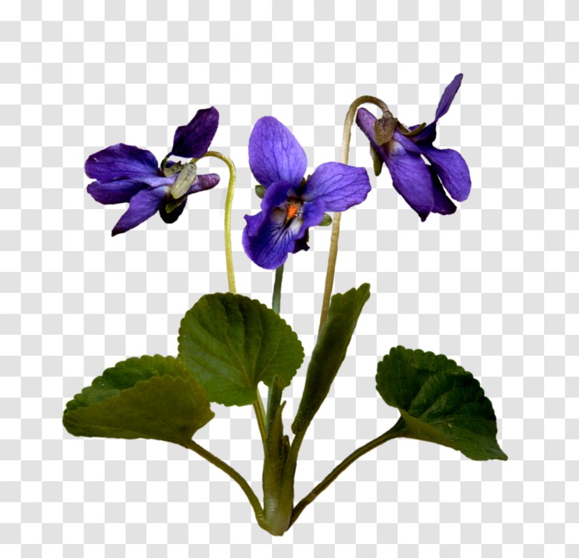Pansy Violet Flower Image - Plant Transparent PNG