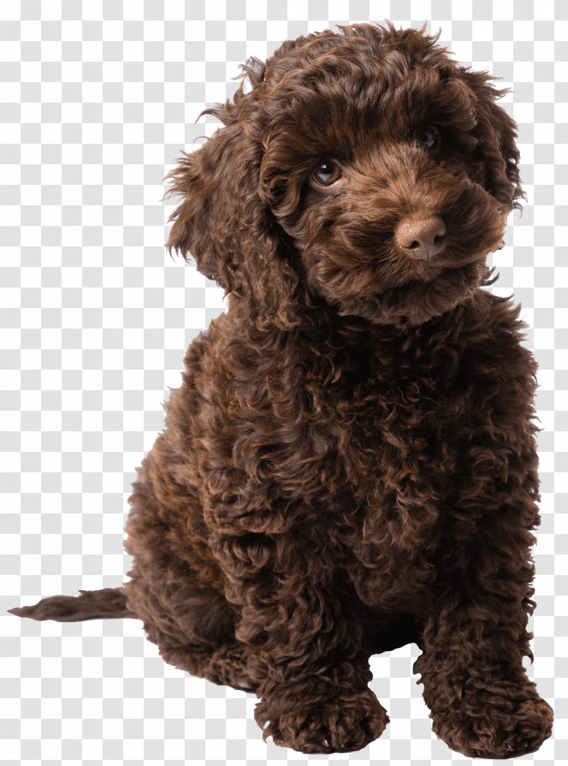Ellie's Story: A Dog's Purpose Puppy Tale Poodle Labradoodle - Toy - American Staffordshire Transparent PNG