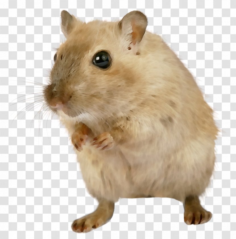 Hamster - Fare Rat Transparent PNG