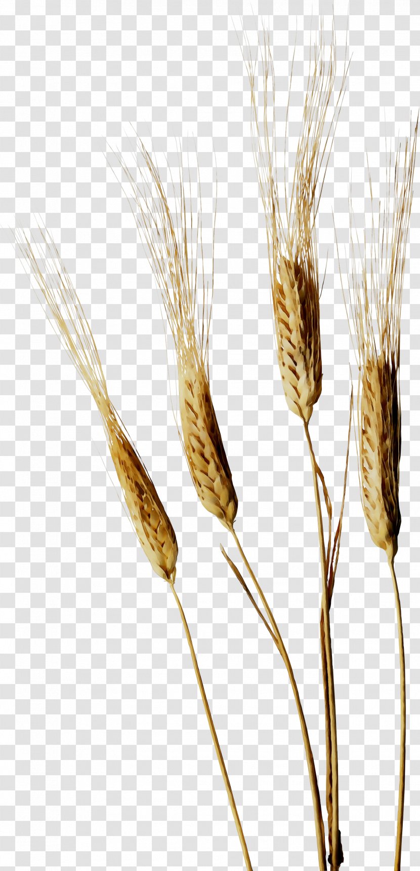 Emmer Einkorn Wheat Cereal Grain Caryopsis - Gluten - Crop Transparent PNG